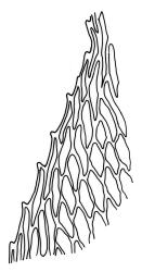 Rosulabryum campylothecium, marginal cells below awn base. Drawn from K.W. Allison 135, CHR 567440A.
 Image: R.C. Wagstaff © Landcare Research 2015 